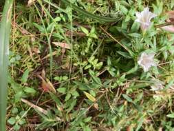 Image of Tripterospermum microphyllum H. Smith