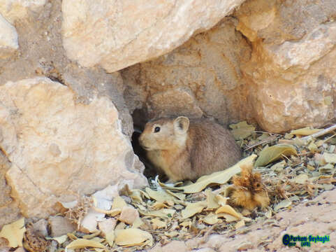 Image of Afghan Pika