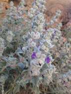 Image of woolly sage