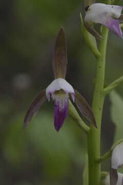 Eulophia herbacea Lindl.的圖片