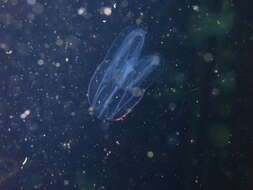 Image of short-lobed comb jelly