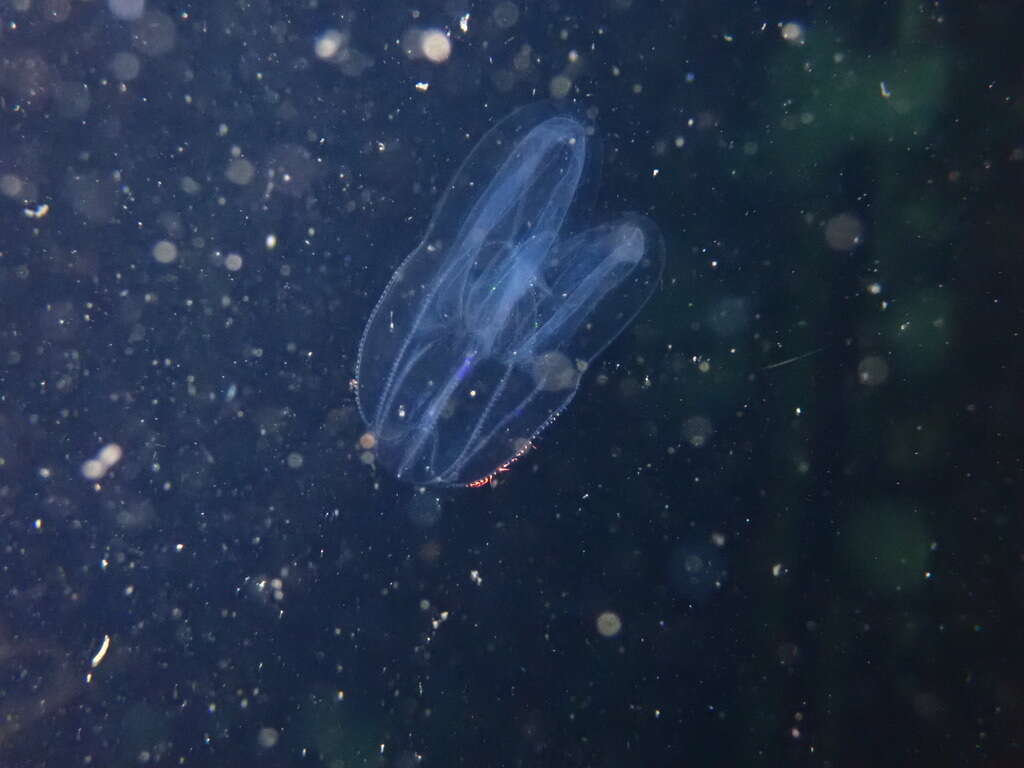 Image of short-lobed comb jelly