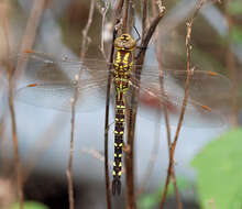 Image of Lance-Tailed Darner