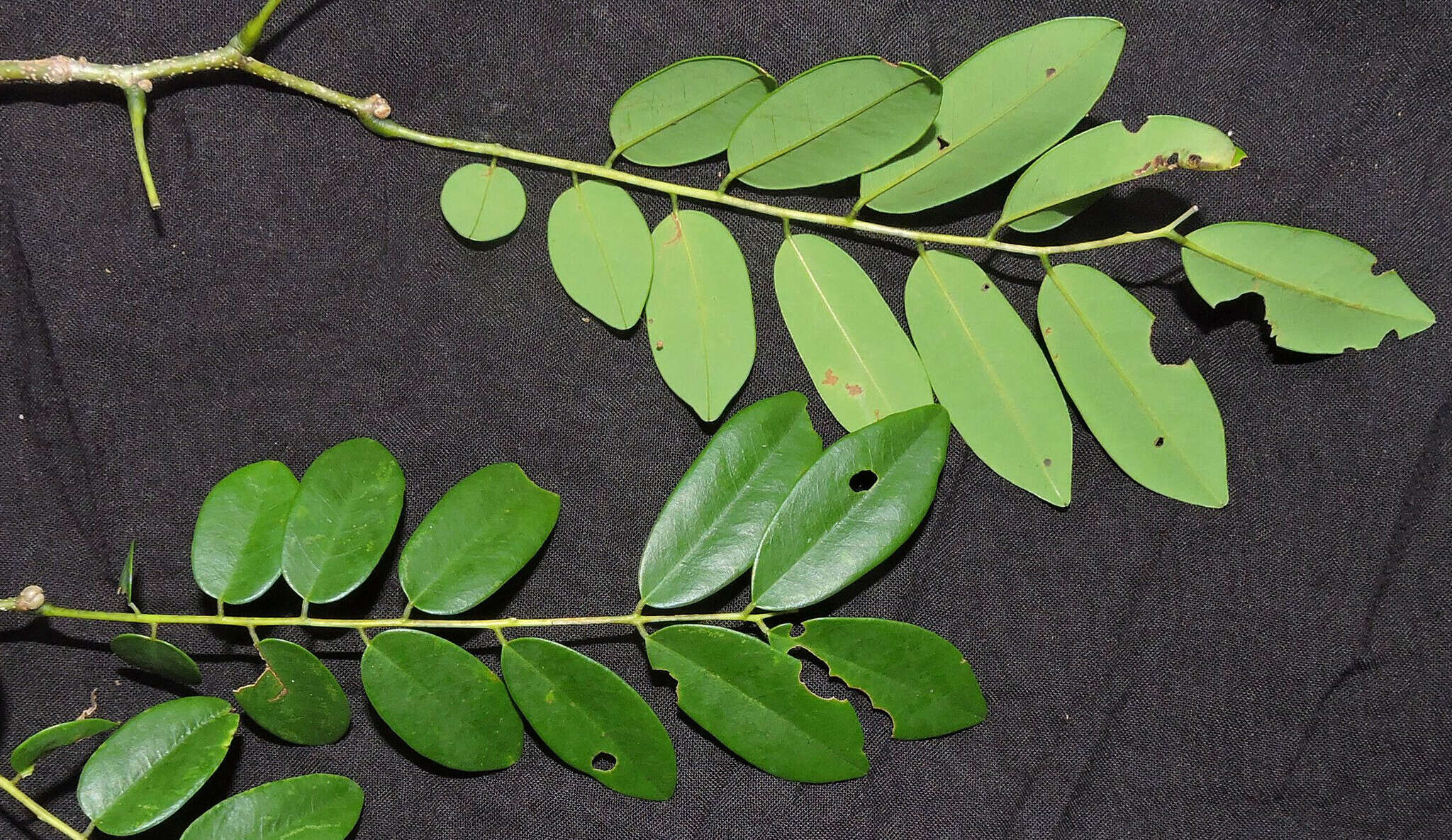 Image of Dalbergia hildebrandtii var. scorpioides (Baker) Bosser & R. Rabev.