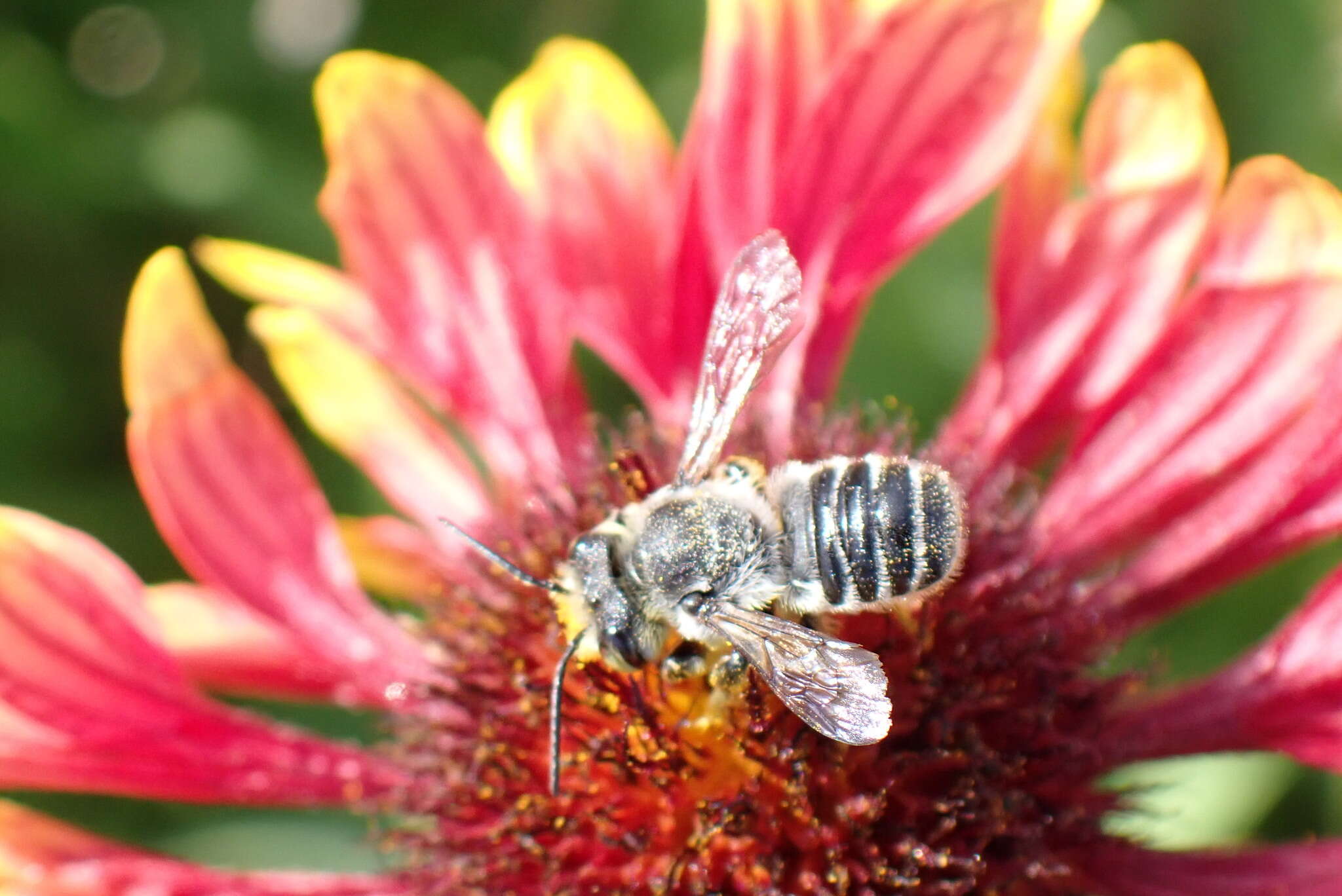 Image of Hoary Leaf-cutter Bee