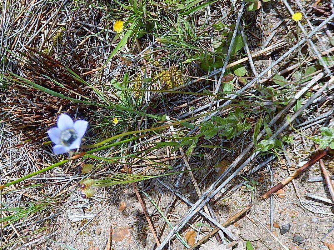 Image of Wahlenbergia capensis (L.) A. DC.