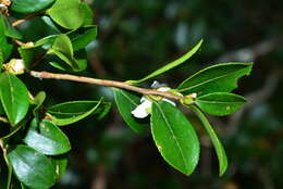 Image of Camellia brevistyla (Hayata) Cohen-Stuart