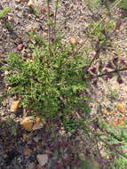 Image of Salvia runcinata L. fil.