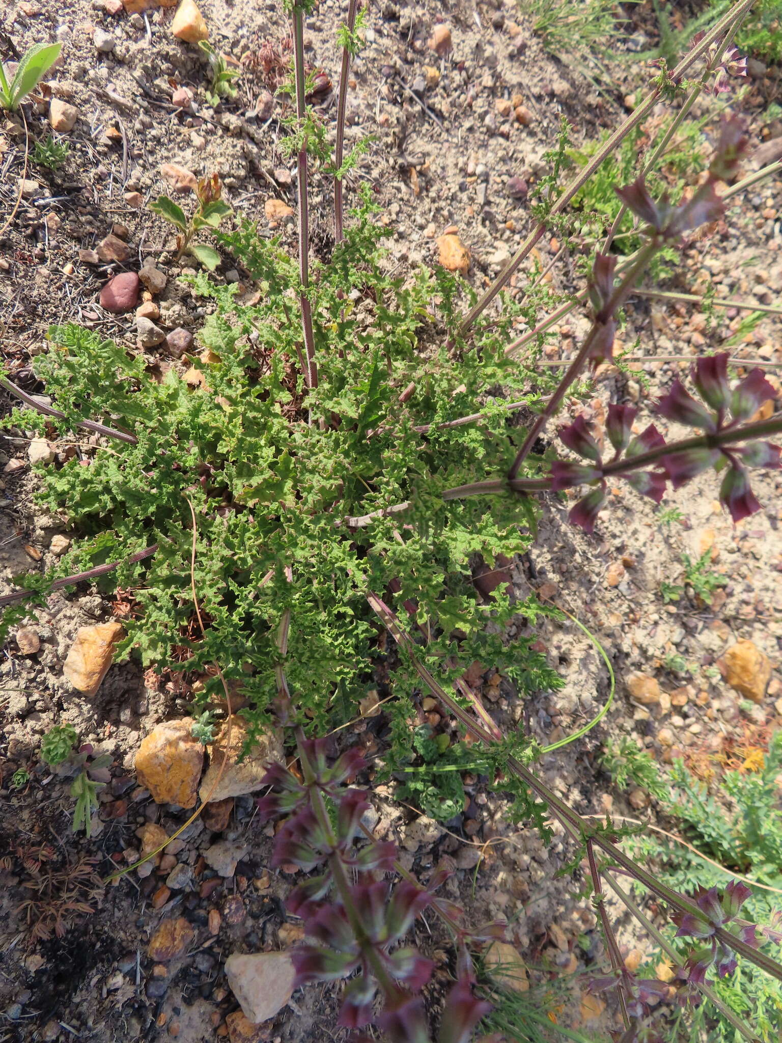 Image of Salvia runcinata L. fil.