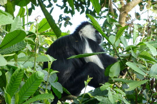 Imagem de Colobus angolensis ruwenzorii Thomas 1901