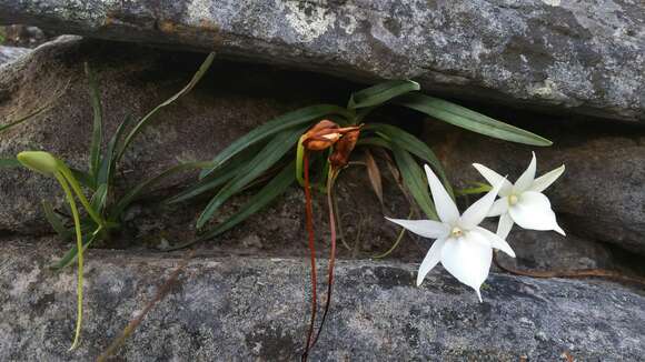 Image de Angraecum protensum Schltr.