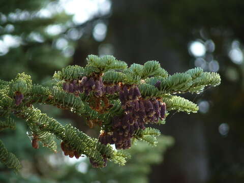 Image de Abies magnifica var. shastensis Lemmon