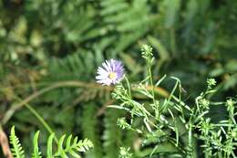 Sivun Symphyotrichum robynsianum (J. Rousseau) L. Brouillet & Labrecque kuva