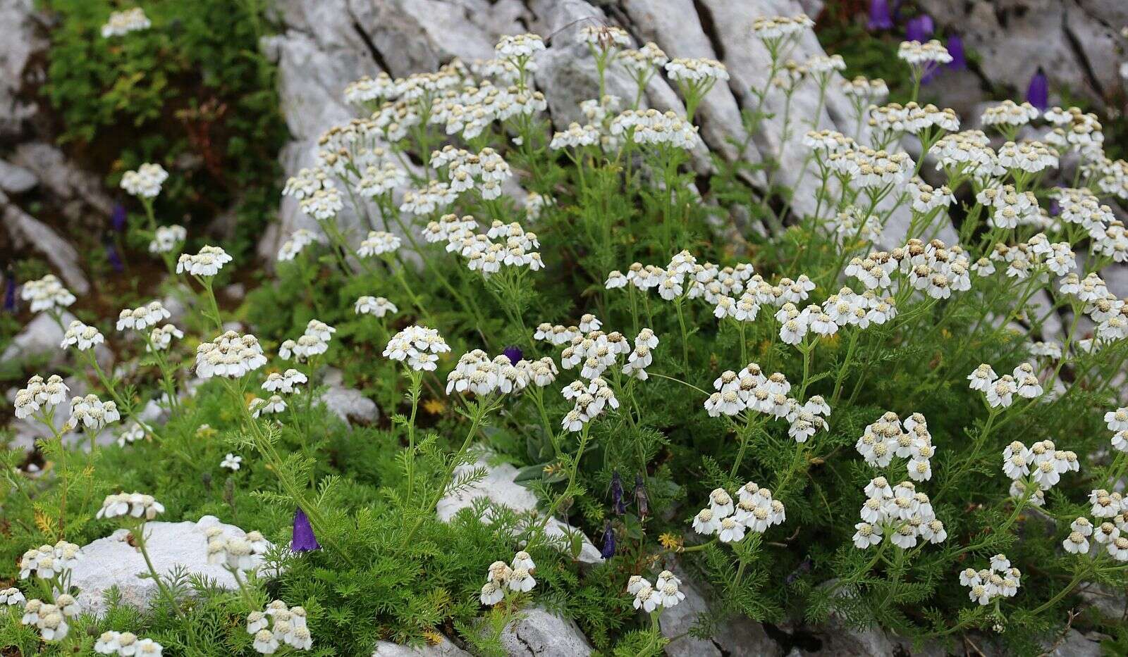 صورة Achillea clusiana Tausch