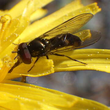 Image of Platycheirus obscurus (Say 1824)