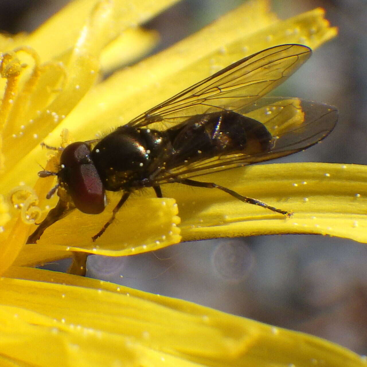 Image of Platycheirus obscurus (Say 1824)