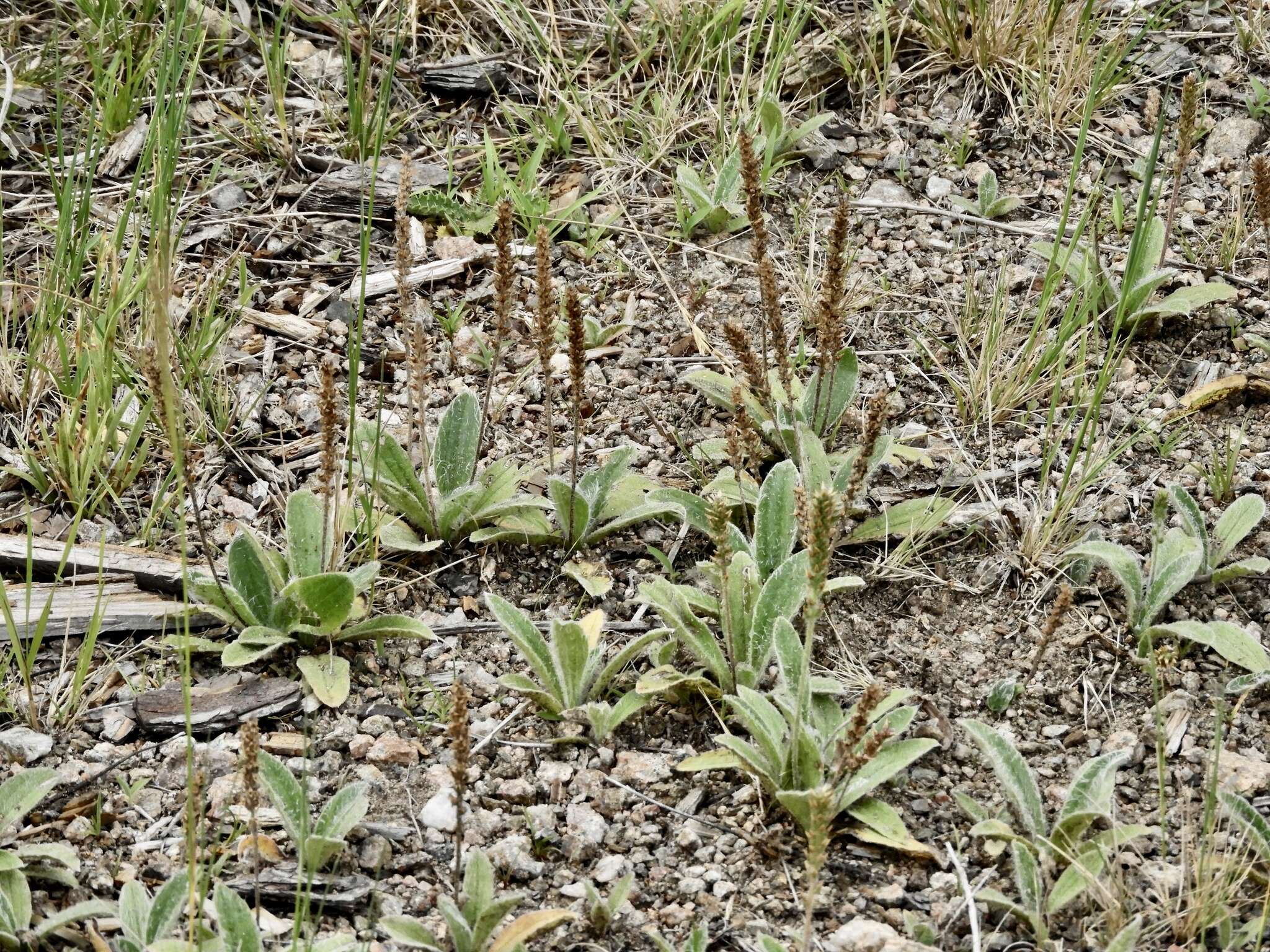 Image of Plantago tomentosa Lam.