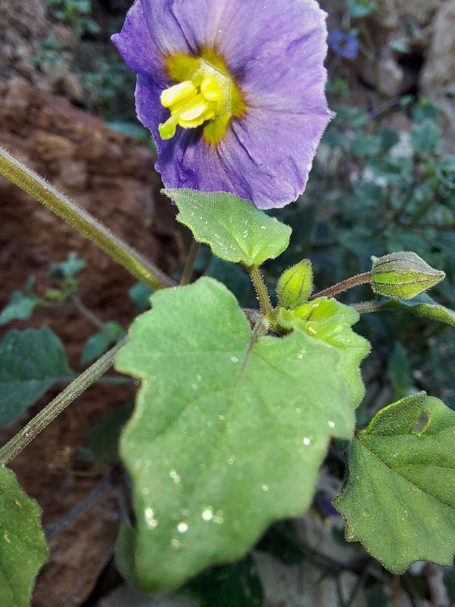 Physalis purpurea Wiggins resmi