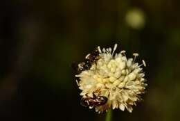 Image of Cephalaria humilis (Thunb.) Roem. & Schult.