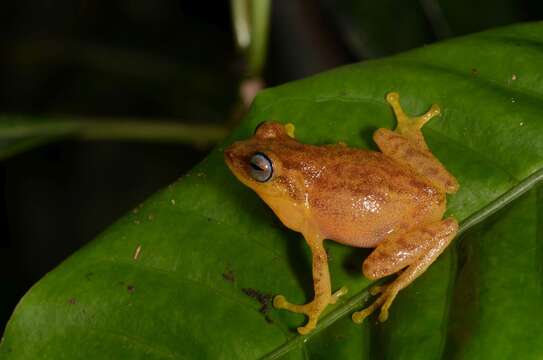 Image of Coorg Yellow Bush Frog