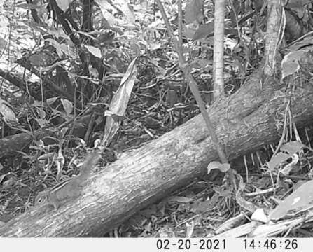 Image of Boehm's Bush Squirrel