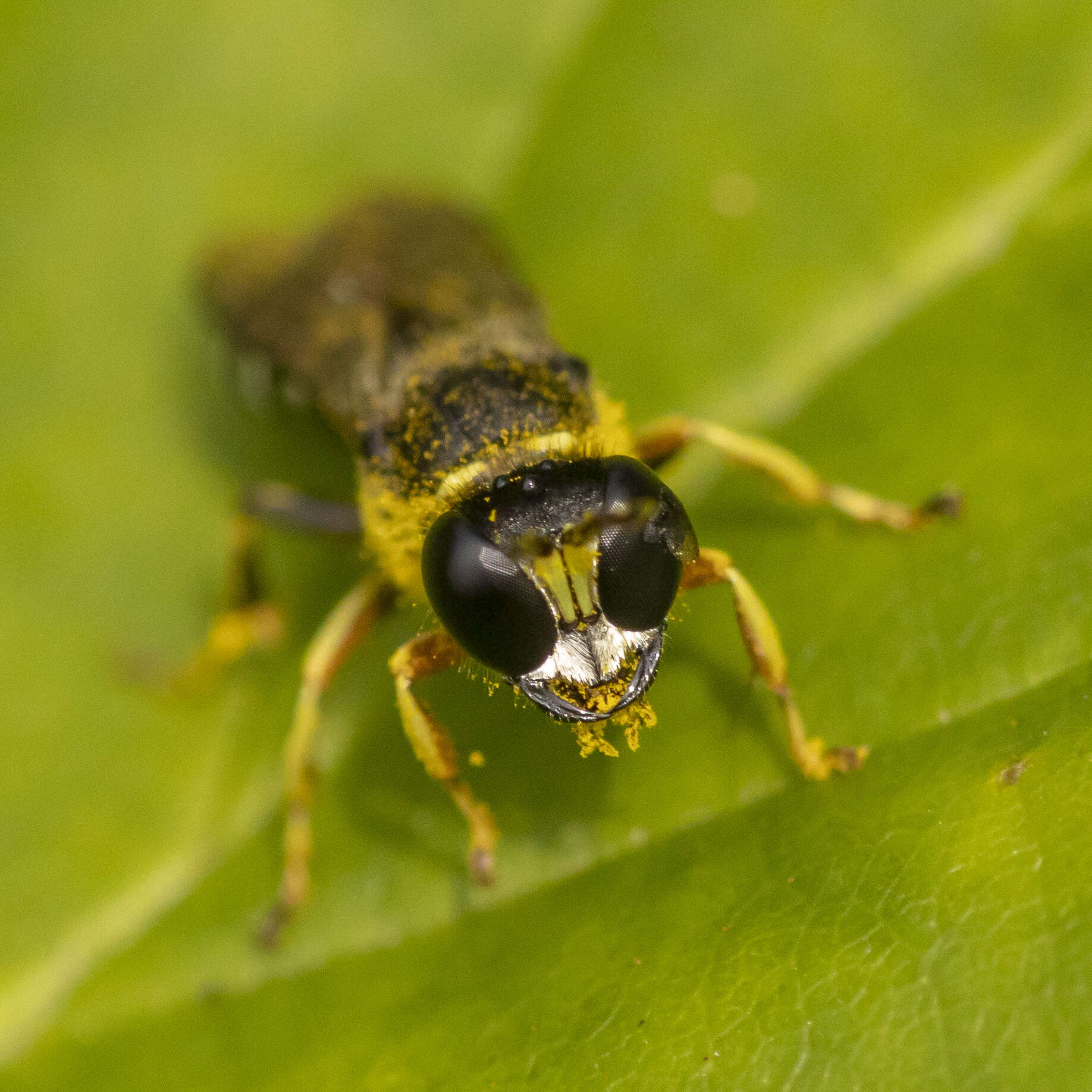 Image of Ectemnius ruficornis (Zetterstedt 1838)