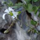 Sivun Arenaria bertolonii Fiori kuva