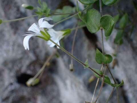 Image of Arenaria bertolonii Fiori