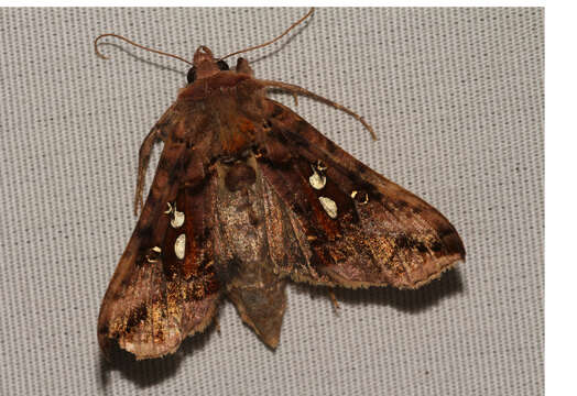 Image of Two-spotted Looper Moth, Twin Gold Spot