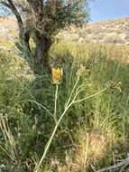 Image of Nuttall's sunflower