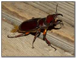 Lucanus (Pseudolucanus) capreolus (Linnaeus 1763)的圖片