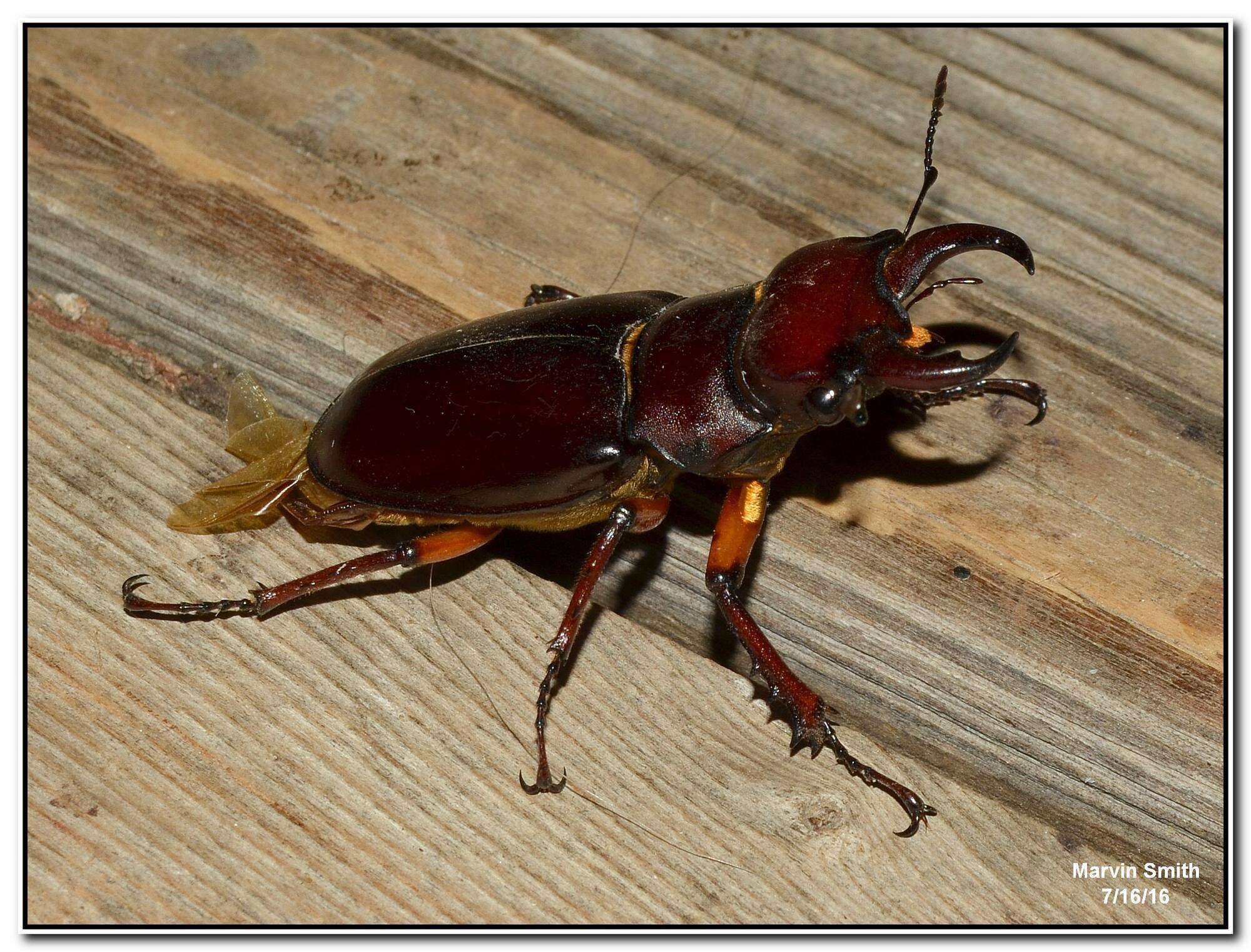 Image of Reddish-brown Stag Beetle