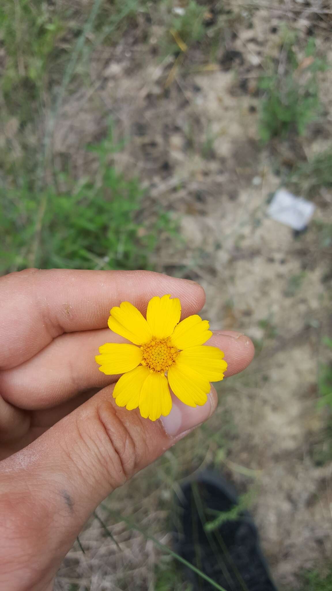 Image de Thelesperma simplicifolium (A. Gray) A. Gray