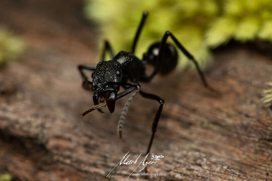 Imagem de Rhytidoponera nodifera (Emery 1895)