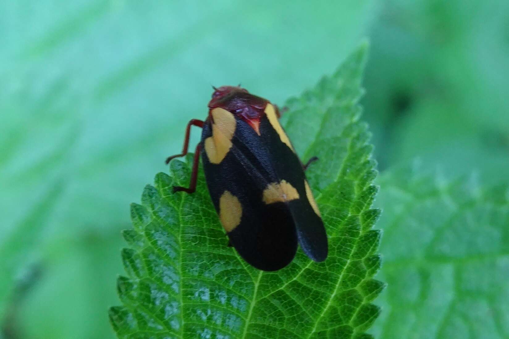 Image of Sphenorhina limbata (Lallemand 1927)