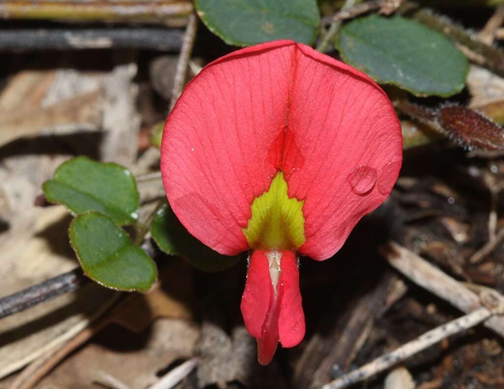 Plancia ëd Kennedia prostrata R. Br.