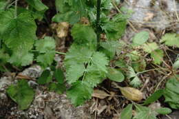 Imagem de Pimpinella peregrina L.