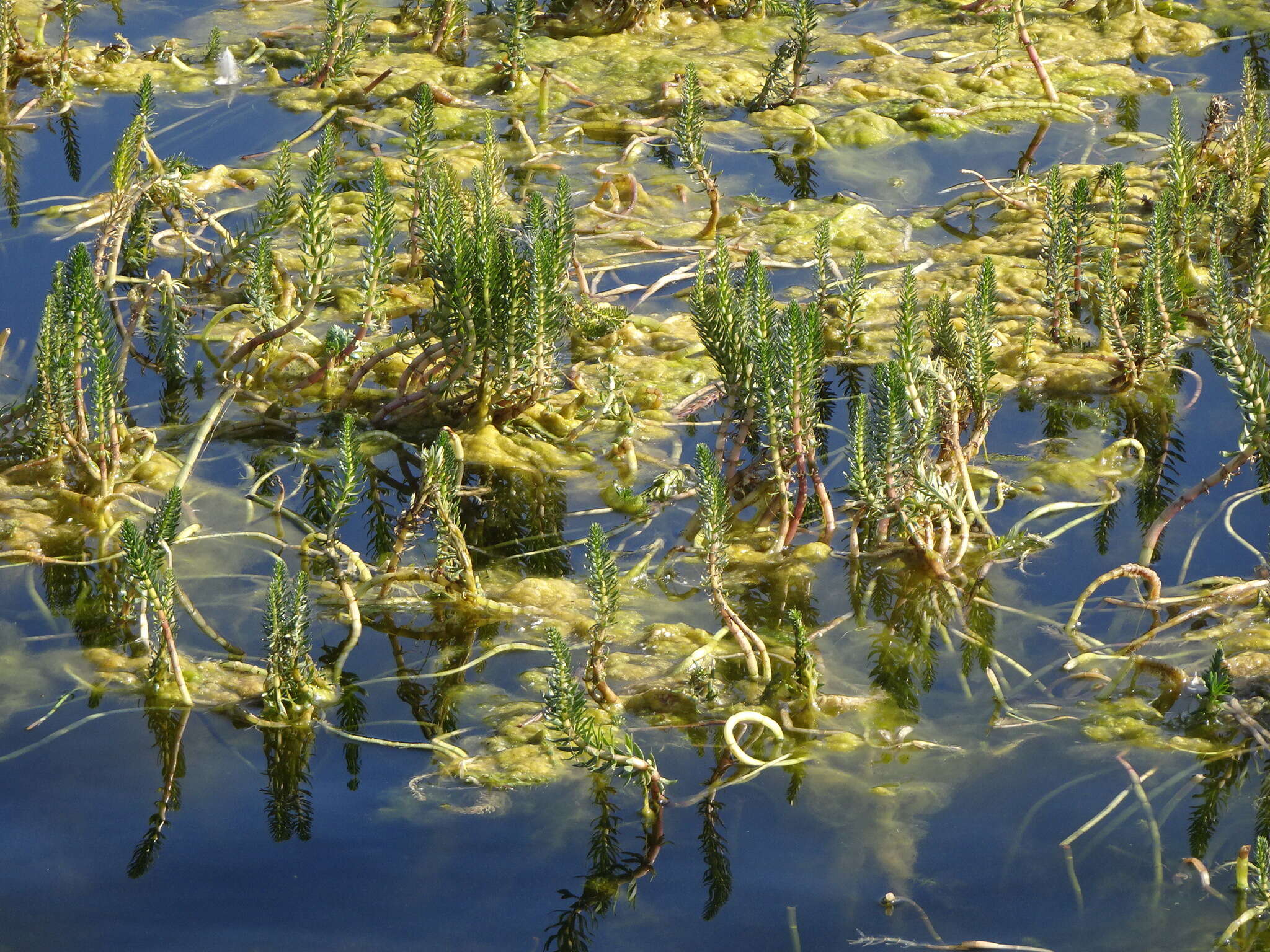 Image de Hippuris lanceolata Retz.