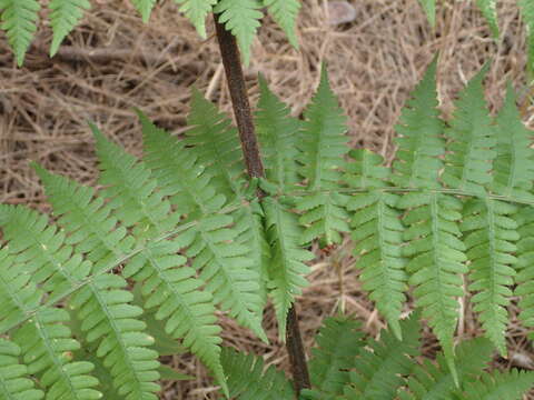 Image of Dryopteris oligodonta (Desv.) Pic. Serm.