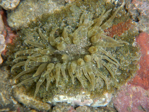 Image of collared sand anemone