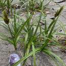 صورة Carex macrocephala var. macrocephala