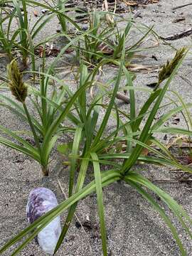 Image of Carex macrocephala var. macrocephala