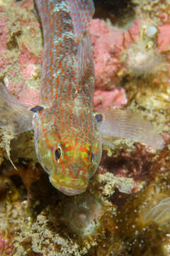 Image of Golden Goby