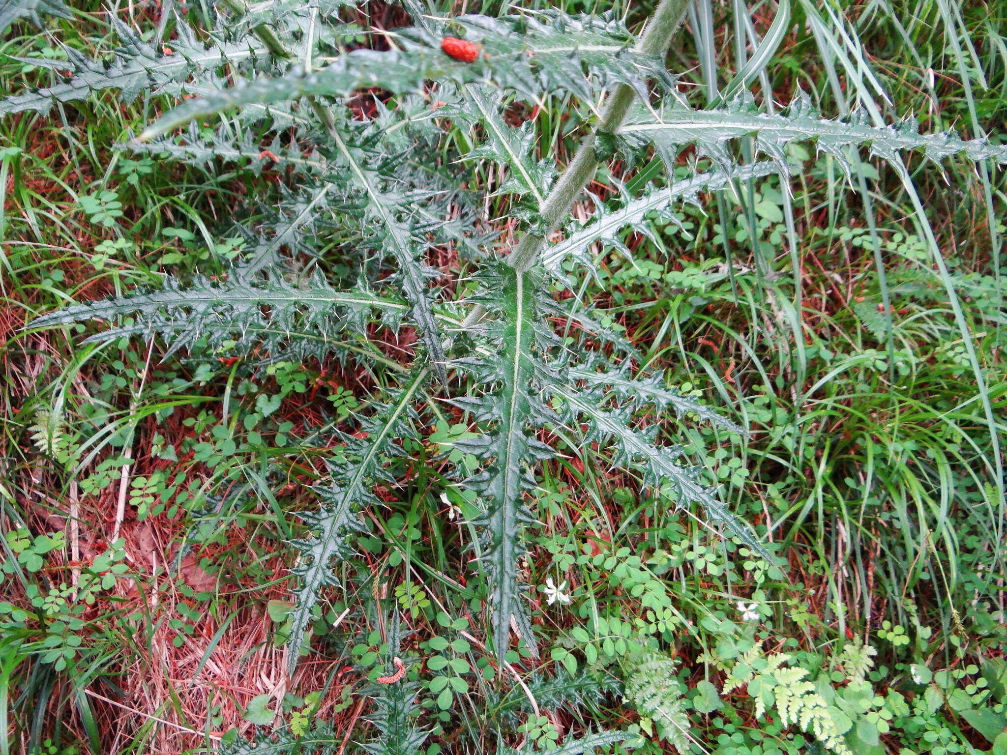 Cirsium suzukii的圖片