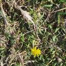 Image of Senecio pinnatifolius var. maritimus (Ali) I. Thomps.