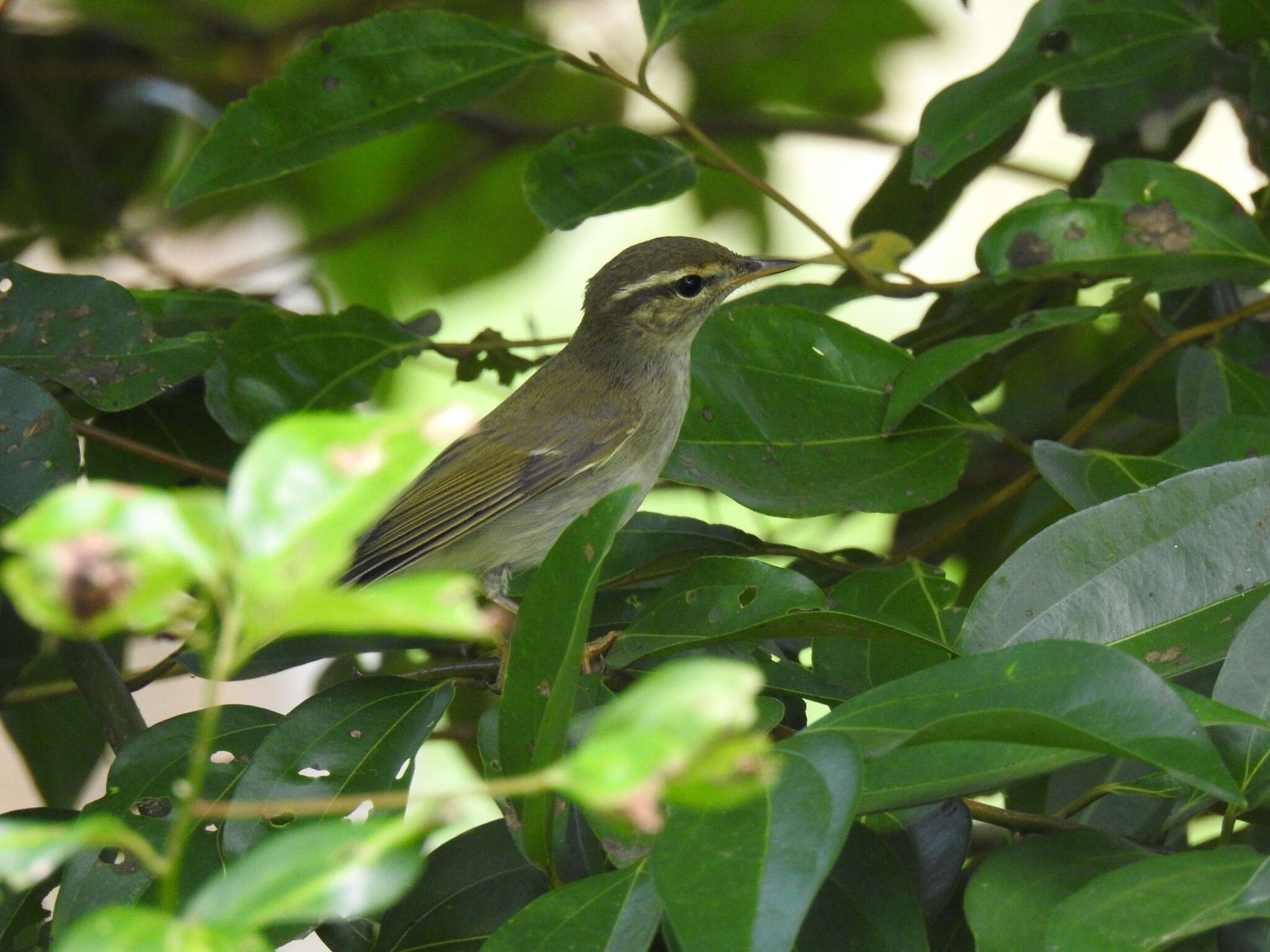 Imagem de Phylloscopus borealis (Blasius & JH 1858)