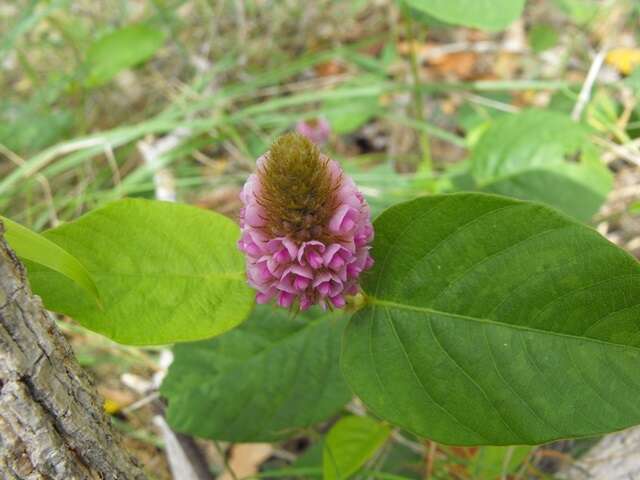 Image of Uraria lagopodioides DC.