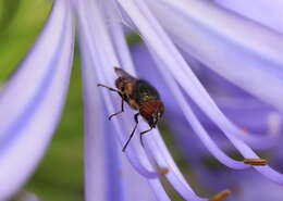 Stomorhina discolor (Fabricius 1794) resmi