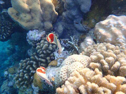 Image of Crown Butterflyfish