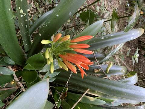 Image of Clivia